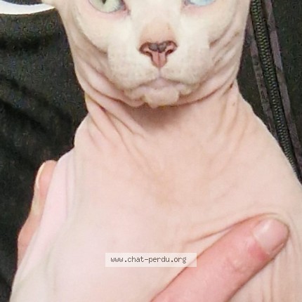 Photo de chat trouvé à Dijon