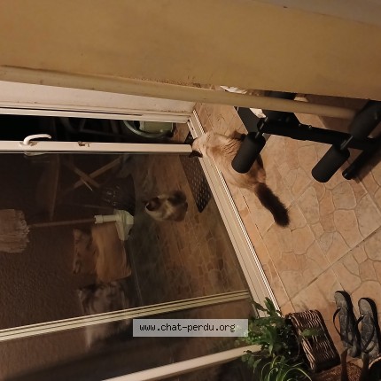 Photo de chat trouvé à Le Porge