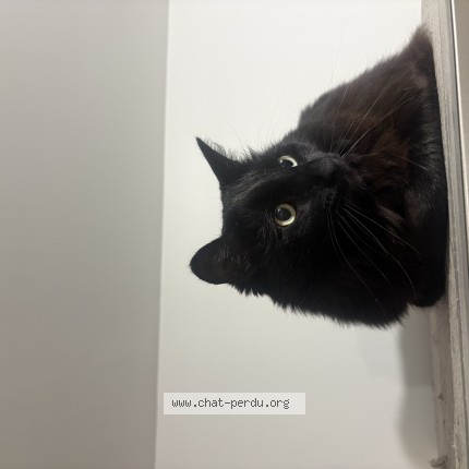 Photo de chat perdu à Chateauneuf Sur Isere