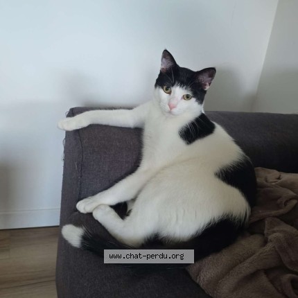 Photo 1/1 Aïko Chat perdu à Hagetmau