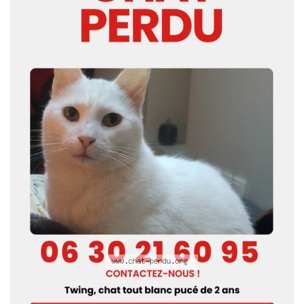 Photo 1/1 twing Chat perdu à Saint Martin En Haut