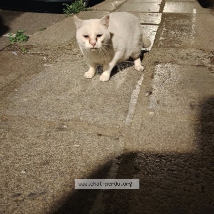 Photo de chat trouvé à Val Couesnon Antrain