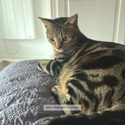 Photo de chat perdu à Rueil Malmaison