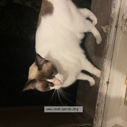 Photo 1/1 Chat trouvé Trouvé à Toulouse