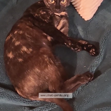 Photo 1/1 Gaïa Chat perdu à Brizon