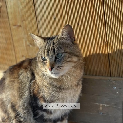 Photo de chat perdu à Meyrie