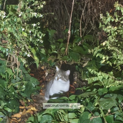 Photo de chat trouvé à Paris