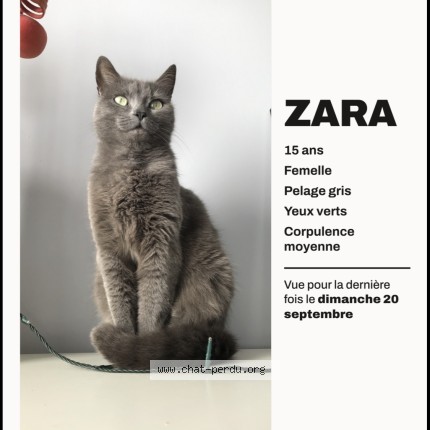 Photo 1/1 Zara Chat perdu à Clamart