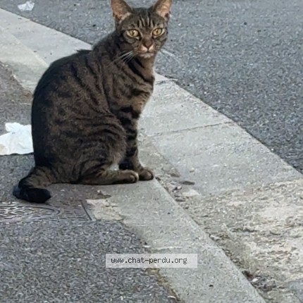 Photo de chat perdu à Tournefeuille