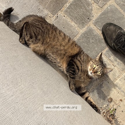 Photo 2/2 REY Chat perdu à Bruxelles