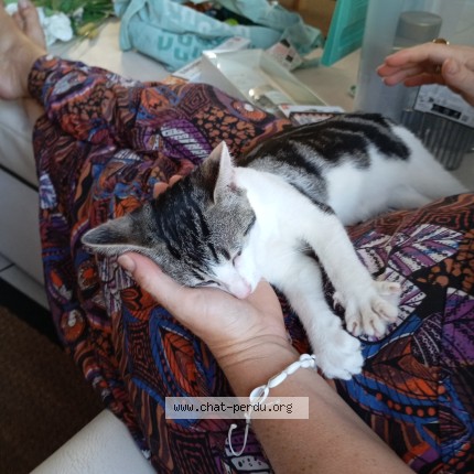 Photo 1/1 Lyly Chat perdu à Saint Jean D Asse