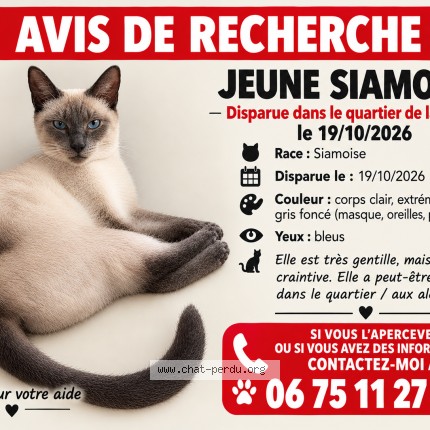 Photo 1/1 ALIS Chat perdu à Acheres