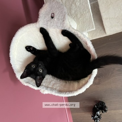 Photo 2/3 voltaire Chat perdu à Rennes