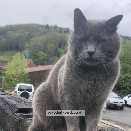 Photo 1/1 Miaous Chat perdu à Oberbruck