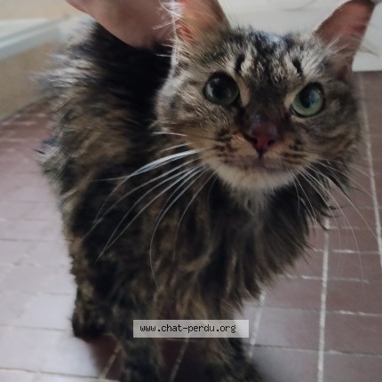 Photo de chat trouvé à Aubervilliers