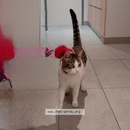 Photo 1/1 Chat trouvé Trouvé à Rennes