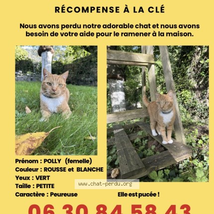 Photo de chat perdu à Chooz