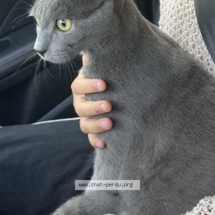 Photo 1/1 shido Chat perdu à Crozet