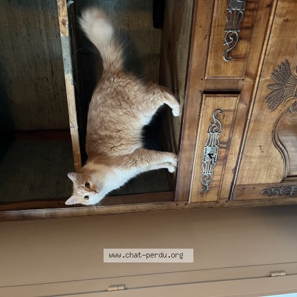 Photo de chat perdu à Dax