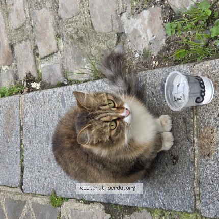 Photo 1/1 Chat trouvé Trouvé à Rouen