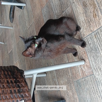 Photo 1/1 Chat trouvé Trouvé à Frontignan