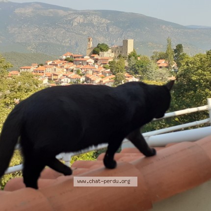 Photo 1/1 Minon Chat perdu à Plelan Le Grand