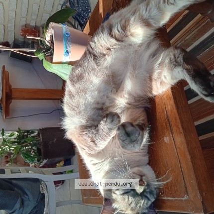 Photo 1/1 Pâquerette Chat perdu à Chaumont Bologne
