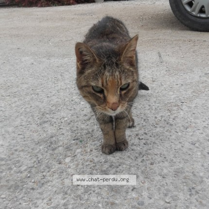 Photo de chat perdu à Entraigues Sur La Sorgue
