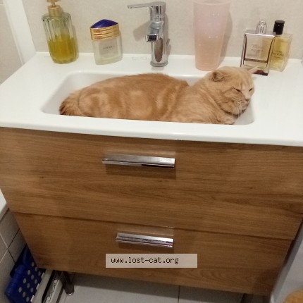 Photo de chat perdu à Villejuif