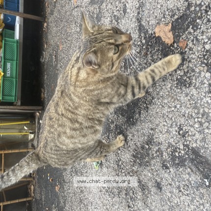 Photo de chat trouvé à L Etrat