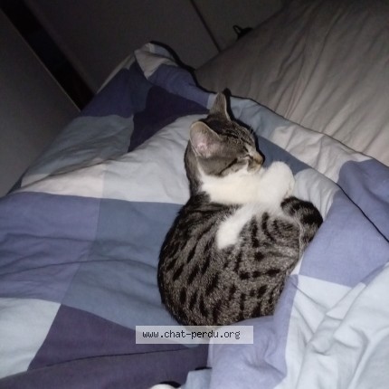 Photo de chat perdu à Villemomble