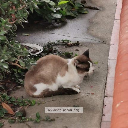 Photo de chat trouvé à Perpignan
