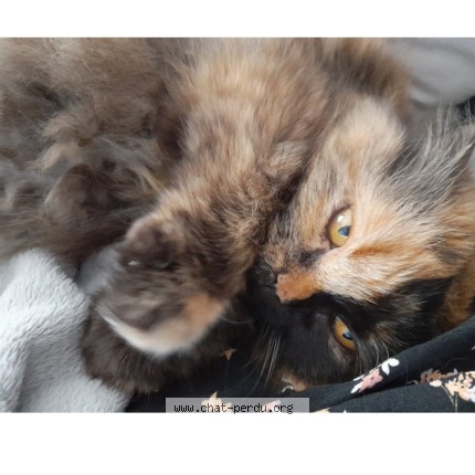 Photo de chat perdu à Sin Le Noble