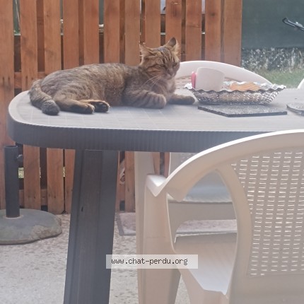 Photo de chat perdu à Guilherand Granges