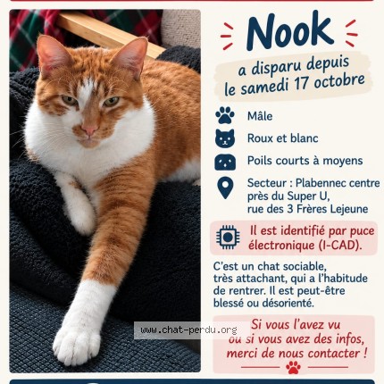 Photo 1/1 Nook Chat perdu à Plabennec
