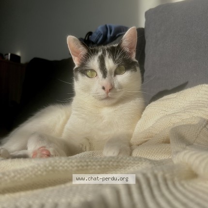 Photo de chat perdu à Chaillevette