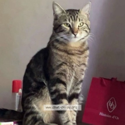 Photo 1/1 Tetsu Chat perdu à Saint Gratien