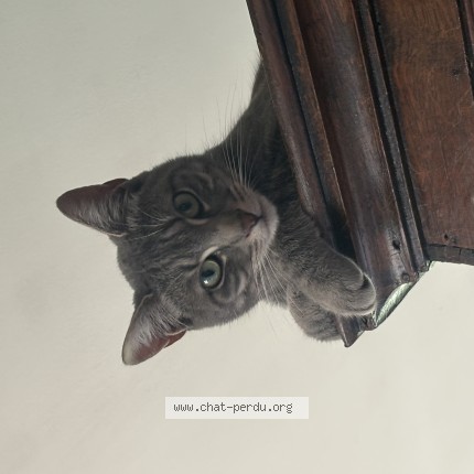 Photo 1/1 kitty Chat perdu à Avesnelles