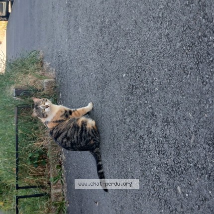Photo de chat trouvé à Tarare
