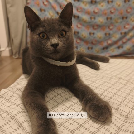 Photo de chat perdu à Morsang Sur Orge