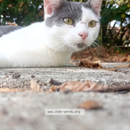 Photo de chat perdu à Tourcoing