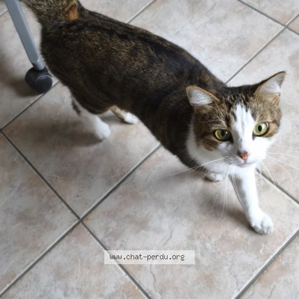 Photo 1/1 Chat trouvé Trouvé à Pechbonnieu