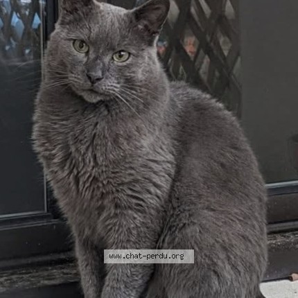 Photo de chat perdu à Chatou