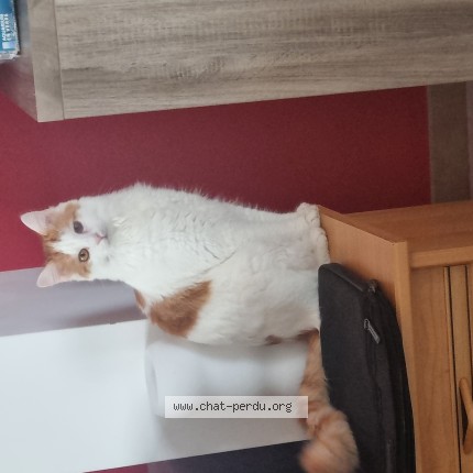 Photo 1/1 Chat retrouvé Perdu à Monnetay Sur Loire