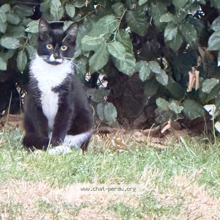 Photo 1/1 Chat trouvé Trouvé à Morangis