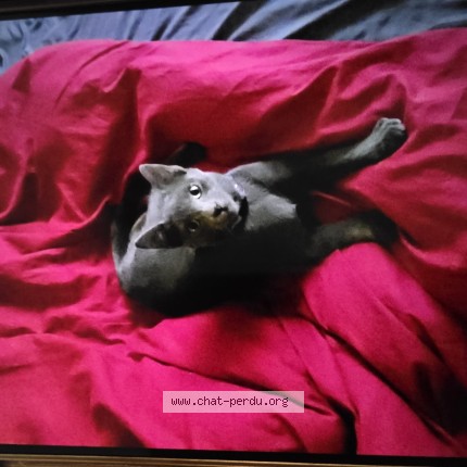 Photo 1/1 TIGROU Chat perdu à Paris