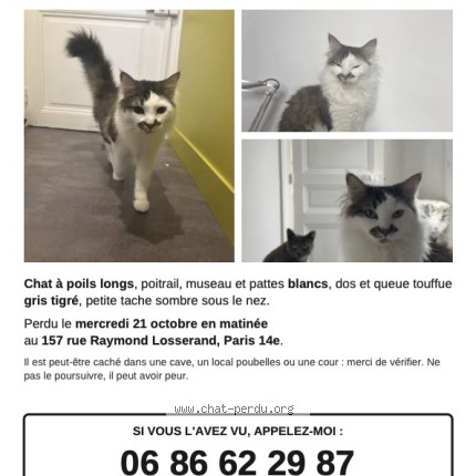 Photo 1/1 Mao Chat perdu à Paris