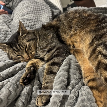 Photo de chat trouvé à Pau