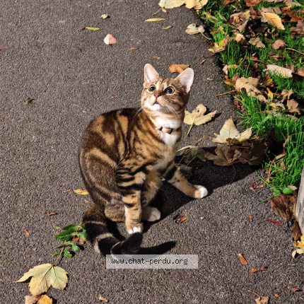Photo 1/1 Chat trouvé Trouvé à Amiens