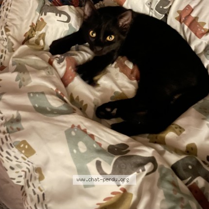 Photo 1/1 Blackie Chat perdu à Eymet